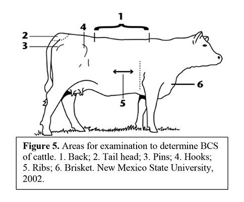 Body Condition Scoring - Areas for Examination to Determine BCS