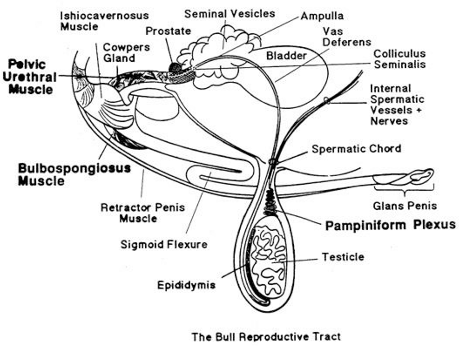 Ceres Industries - A diagram showing the reproductive tract of the bull